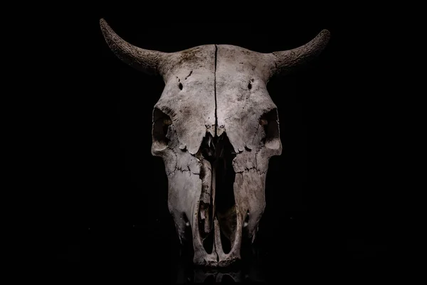 Cow Skull Halloween Atmosphere — Stock Photo, Image