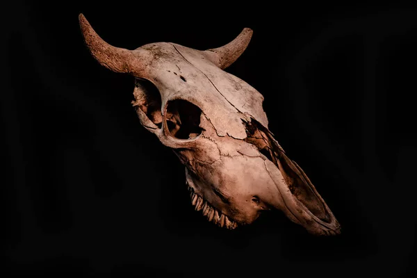 Cow skull with a Halloween atmosphere