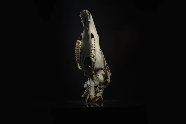 Crânio Cavalo Com Uma Atmosfera Halloween — Fotografia de Stock