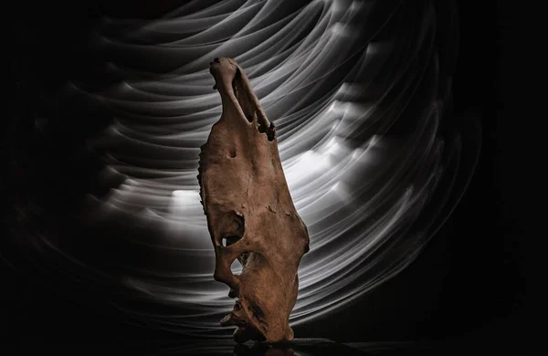 Κρανίο Αλόγου Ατμόσφαιρα Χάλογουιν — Φωτογραφία Αρχείου