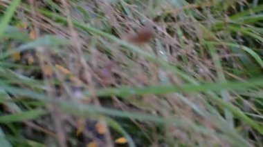 Ormanda yağmurlu bir akşamda semender