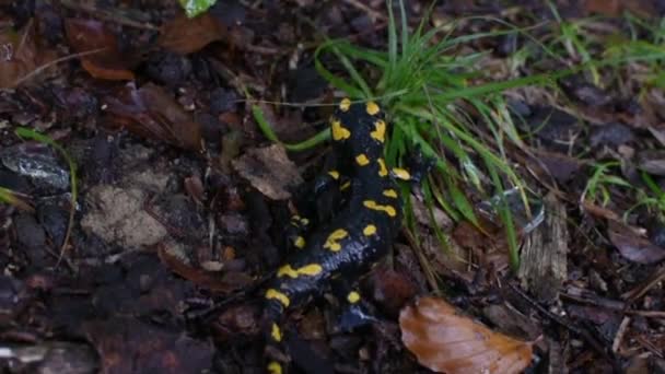 Salamander Einem Regnerischen Abend Wald — Stockvideo