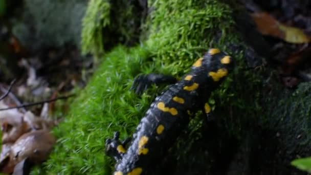 Salamandre Par Une Soirée Pluvieuse Dans Forêt — Video