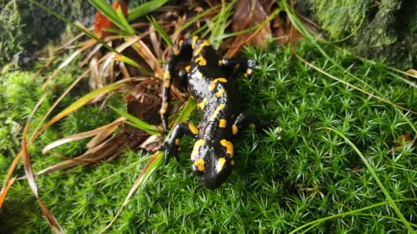 Salamander Rainy Evening Forest — Stock Video
