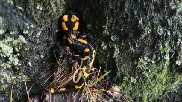 Salamandr Deštivého Večera Lese — Stock video