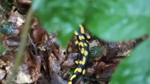 Salamandre Par Une Soirée Pluvieuse Dans Forêt — Video