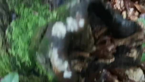 Salamander Einem Regnerischen Abend Wald — Stockvideo