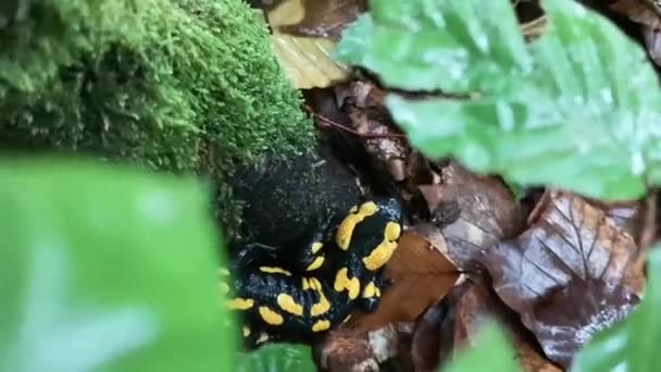 Salamander Een Regenachtige Avond Het Bos — Stockvideo