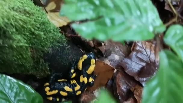 Salamander Pada Malam Hujan Hutan — Stok Video