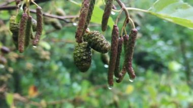Yağmurlu bir sonbahar ormanında nemli dallar
