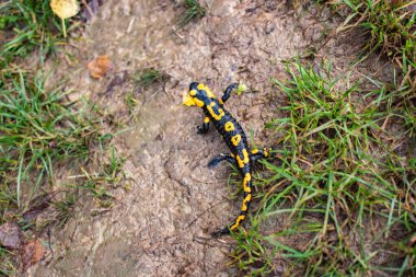 Bir orman yolunda koşucu başlıklı manzara 