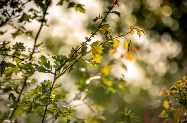Landschaft Mit Dem Titel Herbstkreise — Stockfoto