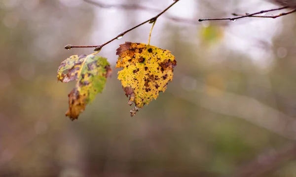 Ramas Húmedas Bosque Lluvioso Otoño —  Fotos de Stock