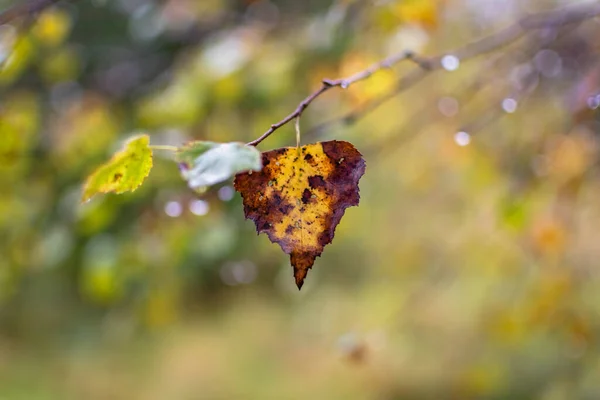 Krajobraz Tytule Połowa Jesieni — Zdjęcie stockowe