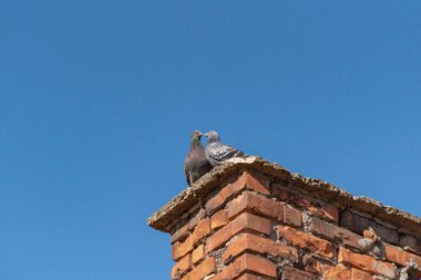 Çatıda bir çift güvercin öpüşüyor.