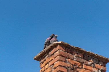 Çatıda bir çift güvercin öpüşüyor.