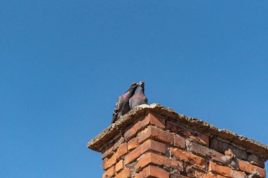 Çatıda bir çift güvercin öpüşüyor.