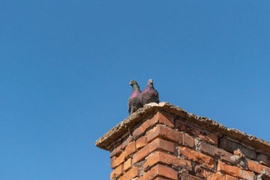 Çatıda bir çift güvercin öpüşüyor.