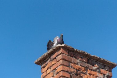 Şehir güvercini kanatlarını uzatıyor