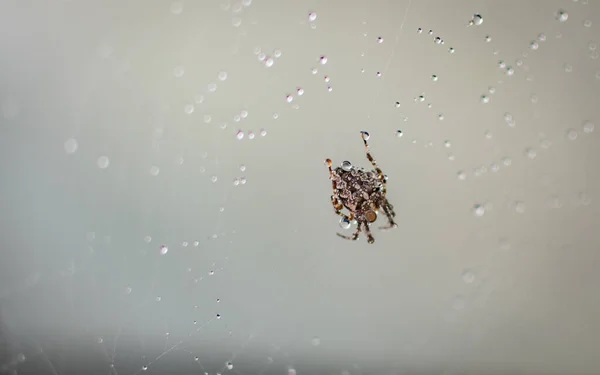 Eine Spinne Wassertropfen Versteckt Sich Vor Dem Regen — Stockfoto