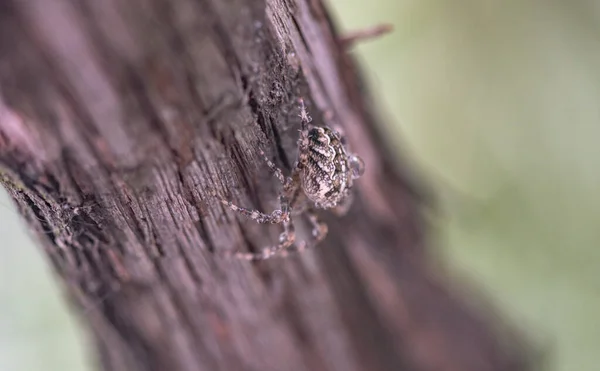 Spindel Vattendroppar Gömmer Sig Från Regnet — Stockfoto