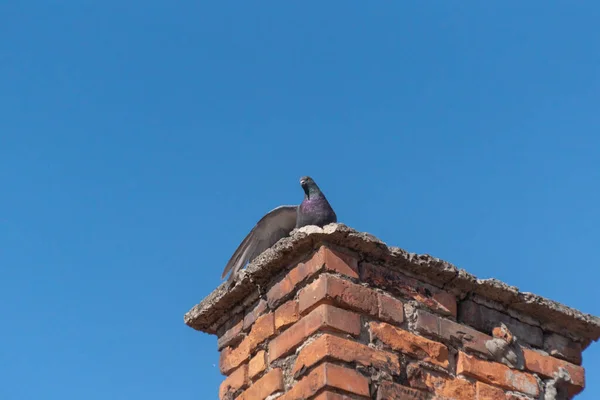 City Pigeon Stretches Its Wings — Stock Photo, Image