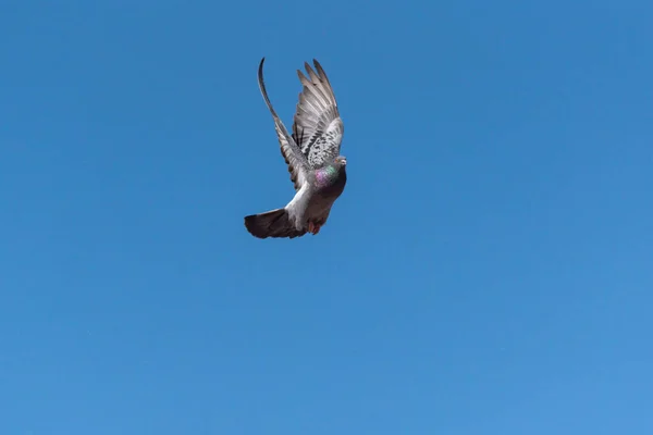 青い空を飛ぶ鳩 — ストック写真
