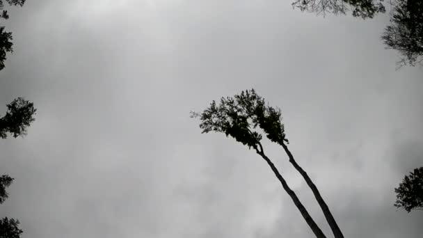 Buk Europejski Karpackim Lesie Górskim Deszczu — Wideo stockowe