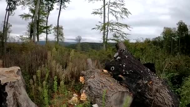 Haya Sitio Tala Bosque Hayas Los Cárpatos Otoño — Vídeos de Stock