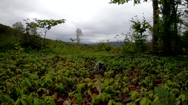 Jesienią Drzewa Bukowe Miejscu Wyrębu Karpackim Lesie Bukowym — Wideo stockowe