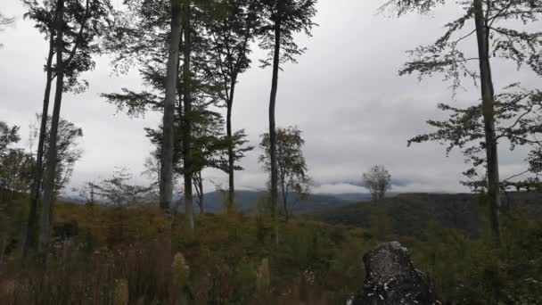 秋のカルパチアブナ林の伐採現場でブナの木 — ストック動画