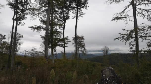 Haya Sitio Tala Bosque Hayas Los Cárpatos Otoño — Vídeo de stock