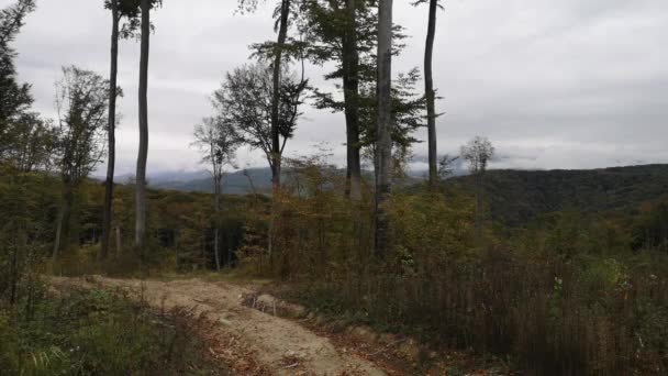 Οξιές Μια Περιοχή Υλοτομίας Στο Δάσος Οξιάς Των Καρπαθίων Φθινόπωρο — Αρχείο Βίντεο