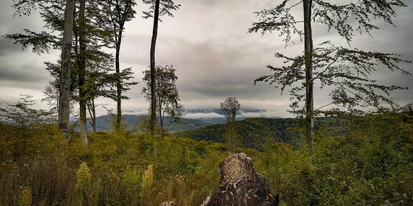 Beech trees at a felling site in the Carpathian beech forest in autumn