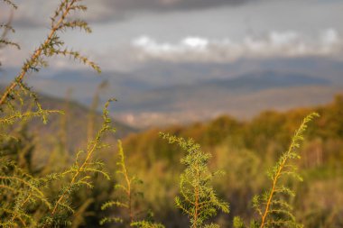 Sonbaharda gün batımında ardıç Karpatlar
