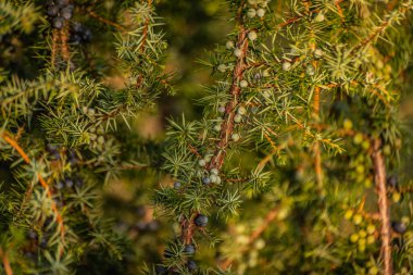 Sonbaharda gün batımında ardıç Karpatlar