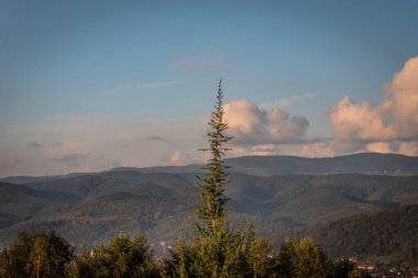 Sonbaharda gün batımında ardıç Karpatlar