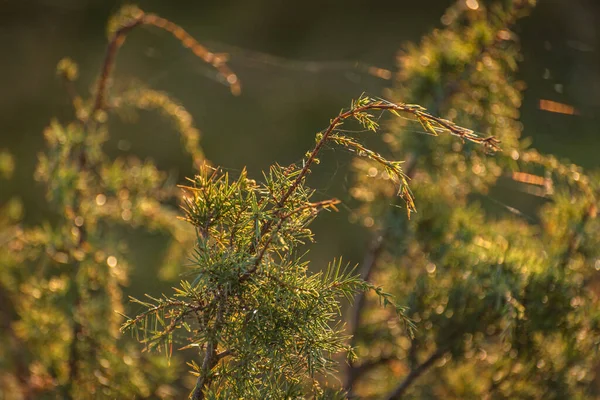 Enbär Vid Solnedgången Hösten Karpaterna — Stockfoto