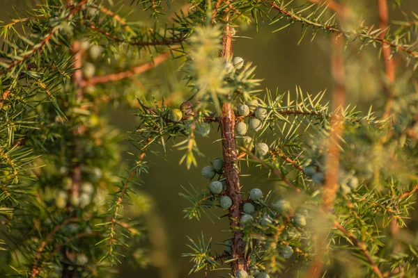 Juniper Sunset Autumn Carpathians — Stock Photo, Image