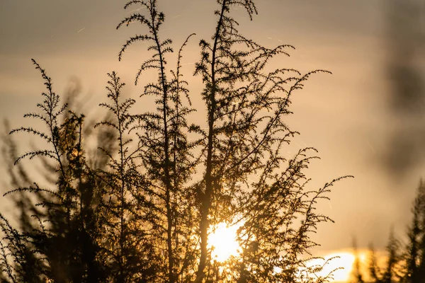 Juniper Zachodzie Słońca Jesiennych Karpatach — Zdjęcie stockowe