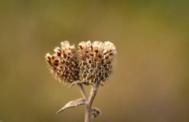Alan İkizleri başlıklı manzara 