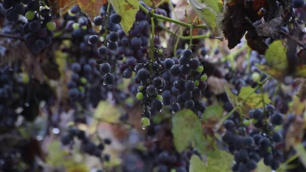 Bunches Table Grapes Rain — Stock Video