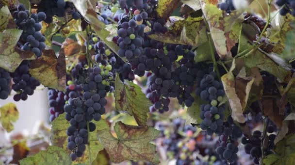 Bunches Table Grapes Rain — Stock Video