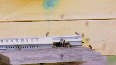 Arı kovanının girişinde zaman aşımı.