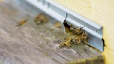 Arı kovanının girişinde zaman aşımı.