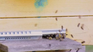 Kovan girişinde arı faaliyeti var.