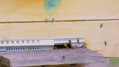 Kovan girişinde arı faaliyeti var.