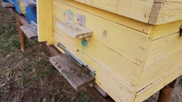 ハイブへの入り口での蜂の活動の時間の経過 — ストック動画