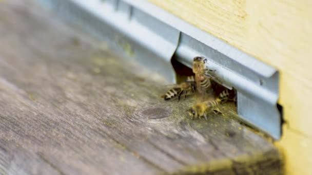 蜂房入口处的蜜蜂活动 — 图库视频影像