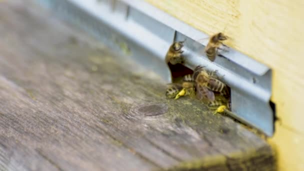 蜂房入口处的蜜蜂活动 — 图库视频影像